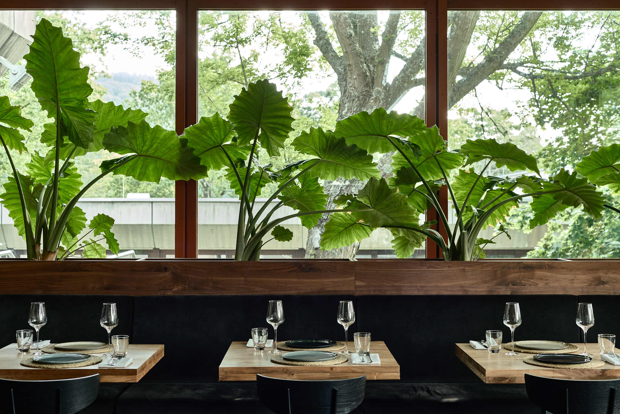 Nebeneinander stehende, eingedeckte, kleine Holztische mit schwarzen Stühlen davor, einer durchlaufenden Sitzbank dahinter. Dahinter eine große Fensterfront mit Grünpflanzen innen und außen.