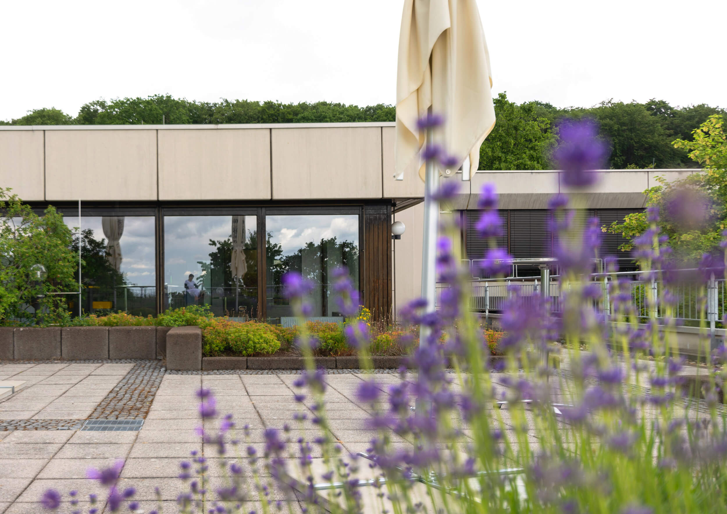 Begrünte Dachterrasse mit Lavendel im Vordergrund. Etwas zurück gesetzt ein Gebäude mit bodentiefen Fenstern.